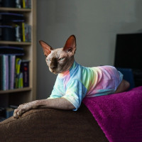 Сфинкс Одежда для кошек без волос Deven дышащая футболка для кошек стрейчевая ткань одежда для котят домашних животных