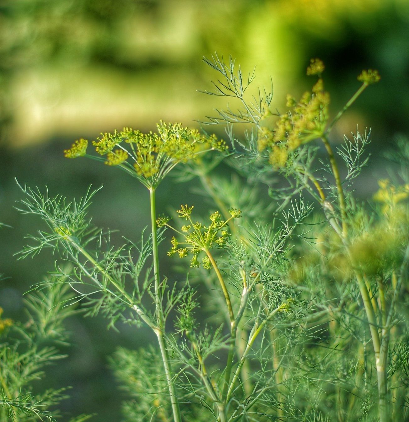 Текст при отключенной в браузере загрузке изображений