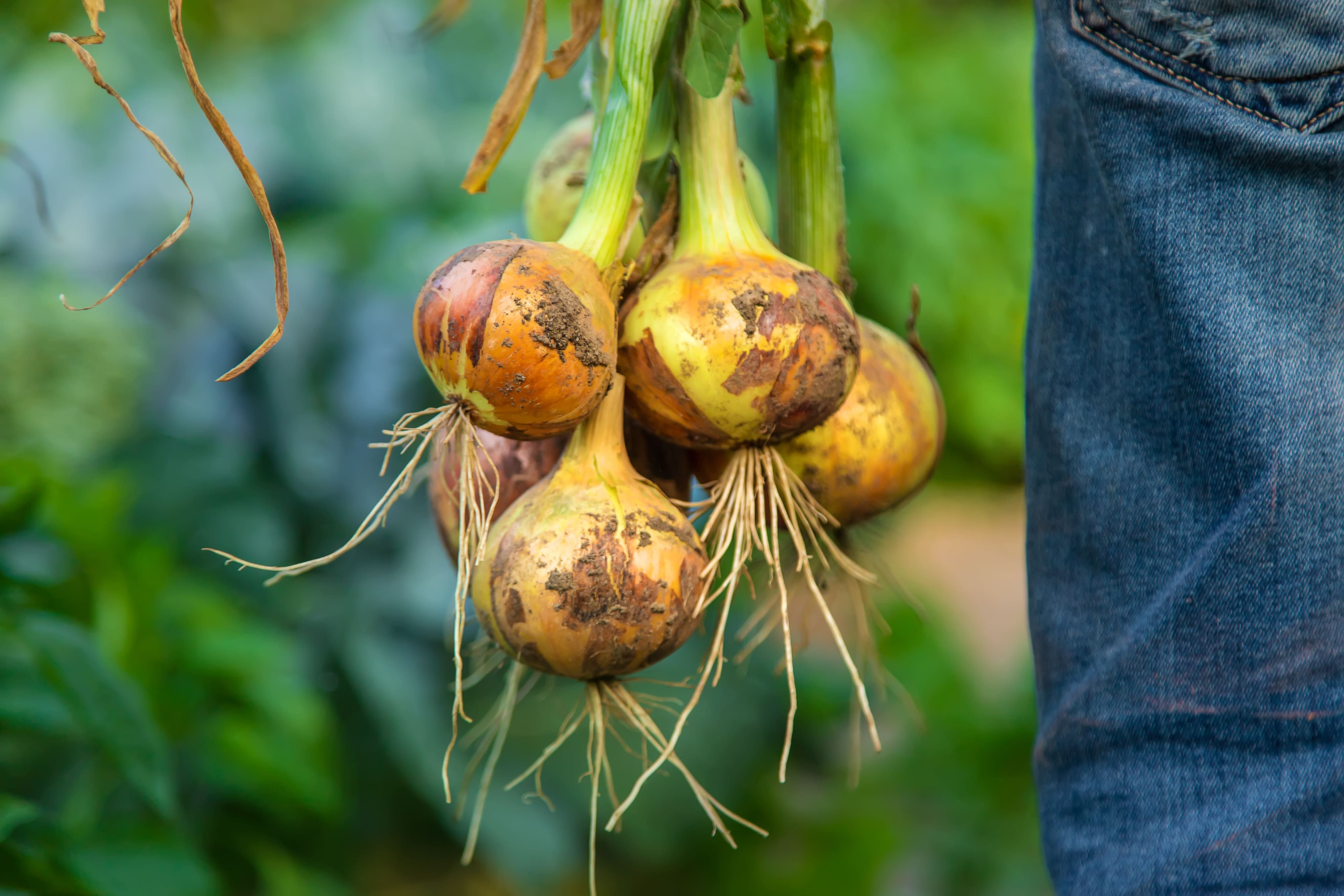 Натуральный репчатый лук Свежий урожай