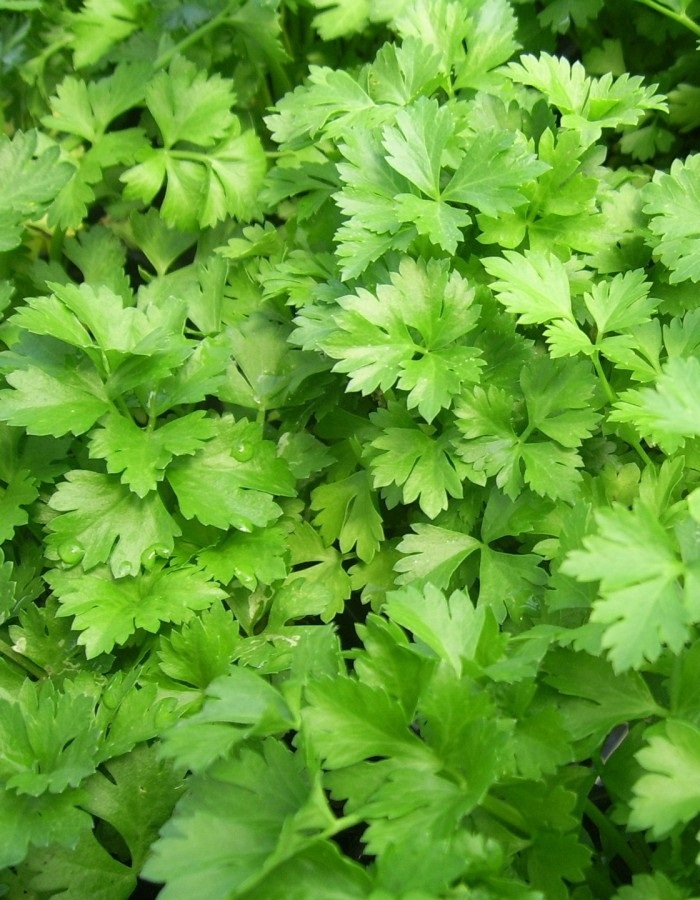 Текст при отключенной в браузере загрузке изображений