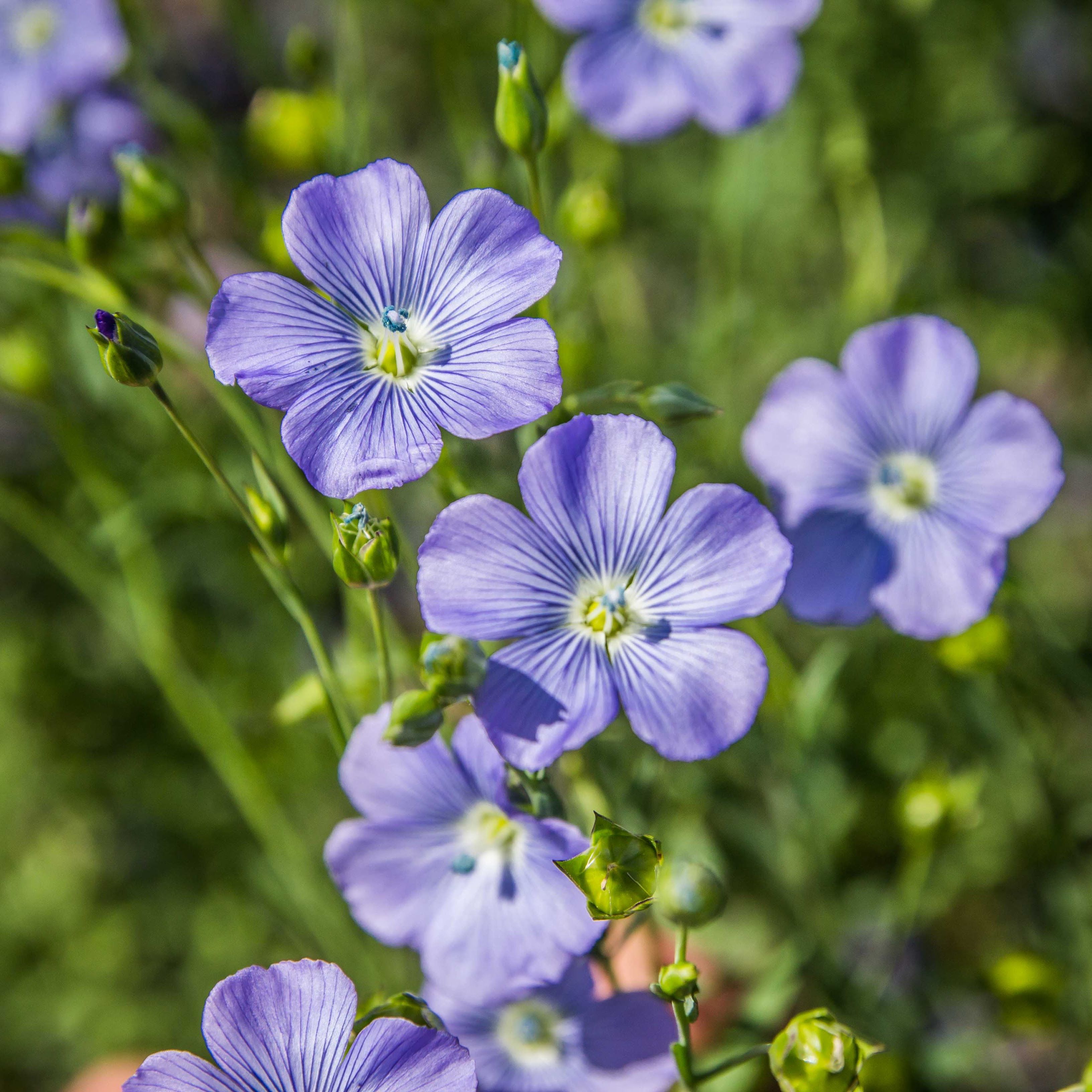 Лен –  растение, которое человек широко использует для своих целей. Лен вырастает до 150 см, имеет жесткие стебли и голубые цветы. Семяна находятся в верхней части растения в коробочке диаметром 5-7 мм.