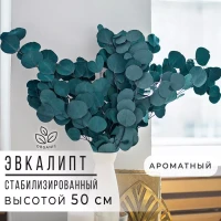 Эвкалипт стабилизированный, Сухоцветы для декора