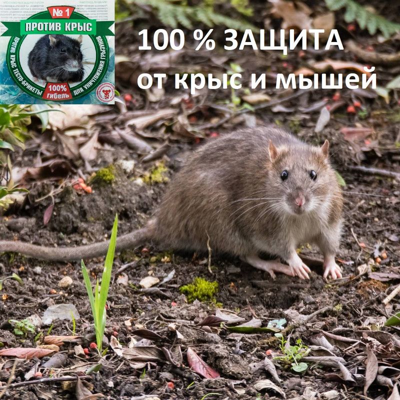 Текст при отключенной в браузере загрузке изображений