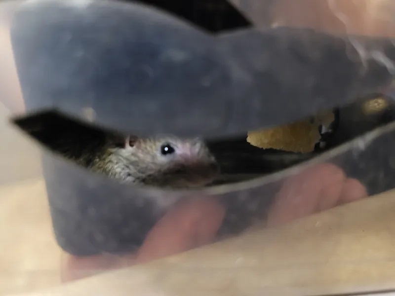 Гуманная мышеловка Гроза