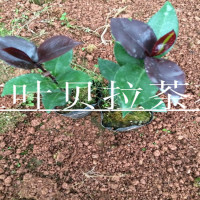 盆栽红叶贝拉茶花 高度15-25公分高 永福产地批发 紫叶贝拉