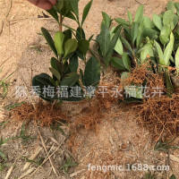 盆栽四季杜鹃红山茶 杜鹃茶红山茶扦插小苗 15-20公分高