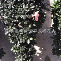 盆栽小桃红 杨梅红造型杜鹃花 粉红色和大红色造型杜鹃