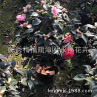 盆栽茶花 70-80公分高五色赤丹茶花福建产地一树多色茶花