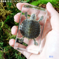 天然海洋动物真实鱼类树脂标本寄居蟹乌龟螃蟹琥珀摆件幼儿园教学