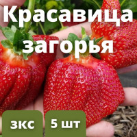 Клубника "Красавица Загорья" 5 штук саженцев