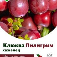 Клюква крупноплодная Пилигрим (Piligrim ), саженец