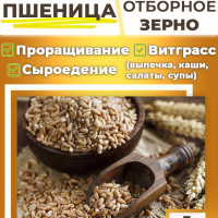 Пшеница 1кг отборная для проращивания