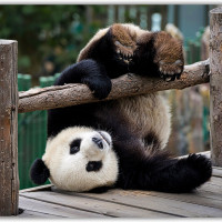 Коврик для мыши "Неуклюжий панда" (24 x 20 см x 3 мм)