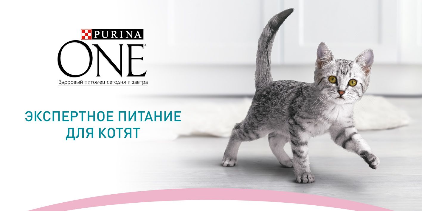 Purina One Kitten