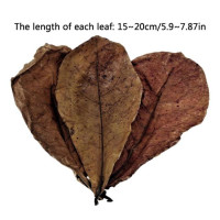 Листья миндаля Catappa 20 шт., безопасные, для улучшения здоровья и создания родной среды, Натуральные Сушеные индийские миндальные листья