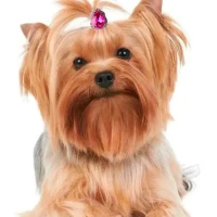 Камень на резинке