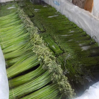 Папоротник 1 кг соленый, без рассола ,Орляк