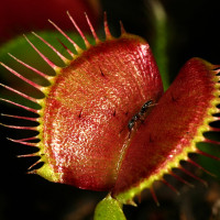 Венерина Мухоловка Семена 3шт., хищное растение (Dionaea muscipula)