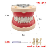 Модель зубной резинки