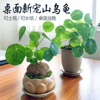 山乌龟爬藤植物千金藤盆景绿红藤金不换水培土培盆栽包成活包发芽