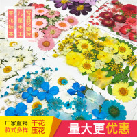 植物押花包 干花压花材料包 真花树叶标本画diy 书签滴胶干花杯垫