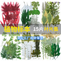 15片叶片组合包 真树叶植物标本　压花手工贴画   干叶片书签材料