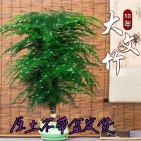 文竹盆栽室内花卉植物耐大型盆景文松桌面四季常青绿植云竹矮厂家