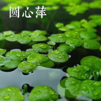 圆心萍豹纹萍浮萍水草净化水质水培绿植庭院鱼虾龟缸造景漂浩浩林