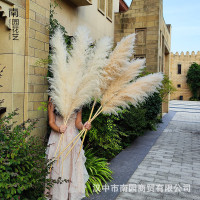 芦苇干花批发天然蒲苇永生花花束粉色原色潘帕斯草北欧风家居摆件