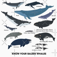 Мужская футболка с коротким рукавом и круглым вырезом, из натурального хлопка