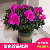 杜鹃盆栽四季开花西洋花苗室内庭院植物杜娟花树映山红带花苞跨境