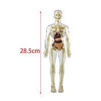 Модель скелета тела в натуральную величину, обучающий материал, Обучающие игрушки, модель позвоночника человека с демонстрационной подставкой