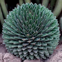 АГАВА королевы Виктории (Agave VICTORIAE REGINAE), семена