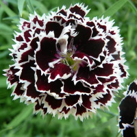 Гвоздика Геддевига (лат. Dianthus chinensis var. heddewigii) СЕМЕНА 20шт + подарочные семена