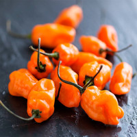 Перец острый  Хабанеро Оранжевый (Habanero Pepper Orange) СЕМЕНА 5шт + подарок