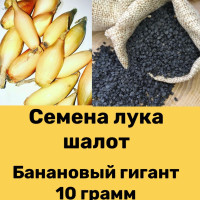 Лук шалот семена чернушка семейный /многозачатковый "Банановый гигант золотистый"  /10 грамм