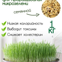 Овес для заваривания, отваров и настоя , для проращивания. Микрозелень для проращивания 1кг. Эко продукт Краснодарского края