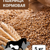 Зерно пшеницы для проращивания